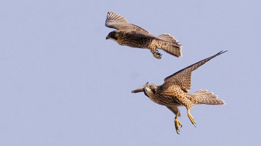 Juvenile Peregrines playing in flight
