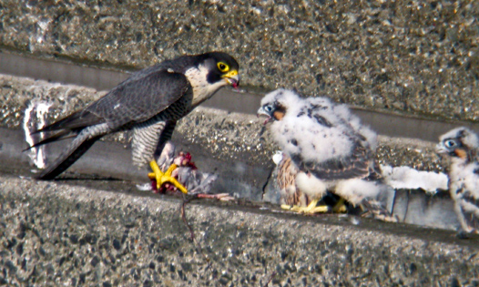 Adult Peregrine feeding a 25 days old chick