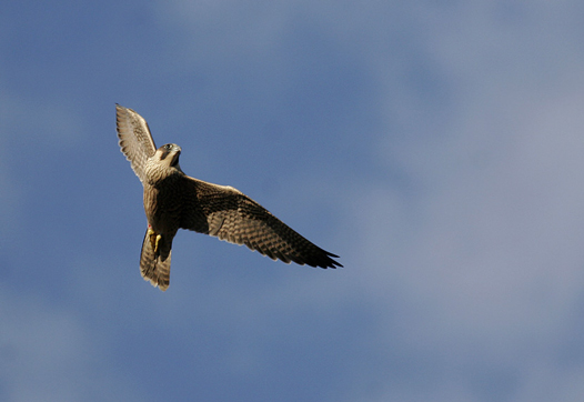Juvenile Peregrine in flight