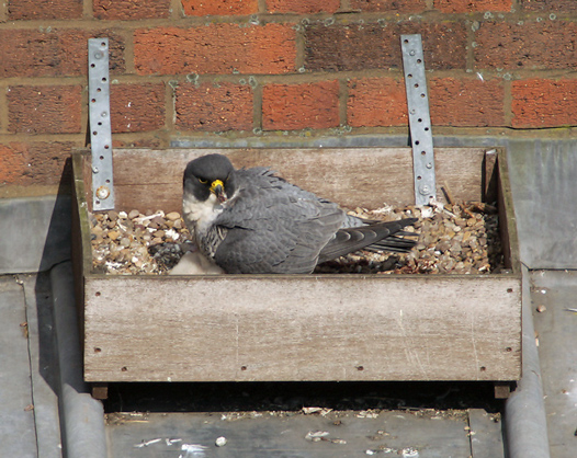 Adult female Peregrine with chicks